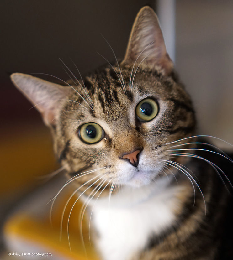 Adopt a friend: Bombas